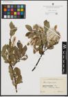 Foto von Salix phylicifolia L.